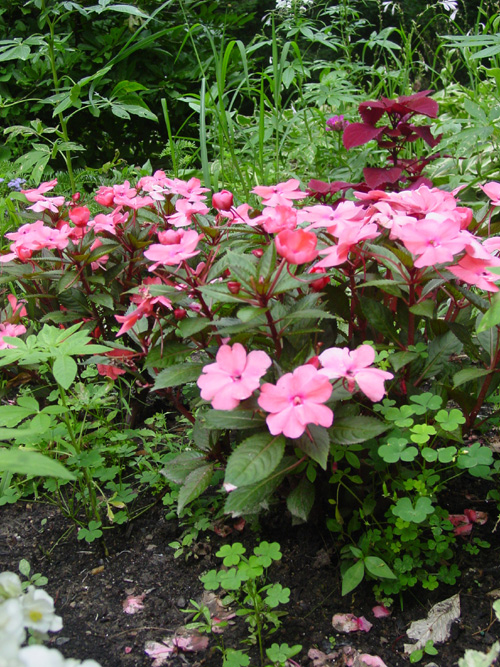 Sunpatiens pink